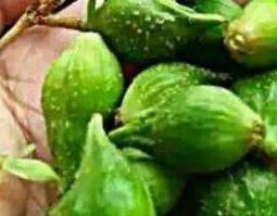 青连翘的功效与作用及药用价值 青连翘的功效与作用及药用价值图片