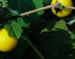 假茄子的功效与作用 假茄子的功效与作用是什么