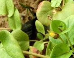 过路黄的作用和副作用