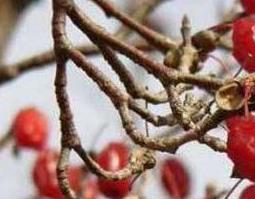 山茱萸的功效与作用（山茱萸的功效与作用禁忌）