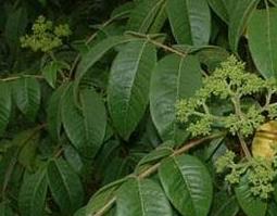 木满天星的功效与作用及药用价值（满天星有什么药用价值?）