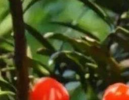 梁王茶怎么吃 梁王茶怎么吃好吃