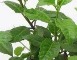 降压草真的能降压吗（降压草真的能降压吗百度百科）