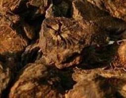 羌活的功效与作用 羌活的功效与作用与主治