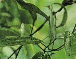 朱砂莲的功效与作用 中药朱砂莲的功效与作用