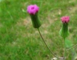 一点红的功效与作用及药用价值（一点红有什么药用价值）