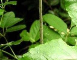 九节茶根的功效与作用（九节茶根的功效与作用是什么）