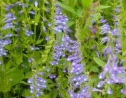 半枝莲的功效与作用及药用价值 半枝莲的功效与作用 药用