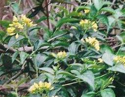 麦黄草的功效与药用价值（麦黄草的功效与药用价值是什么）