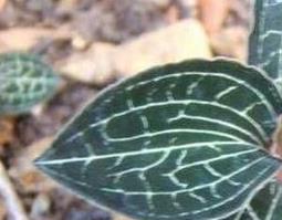 金线莲的功效与作用及常见用法(金线莲的功效与作用及常见用法视频)