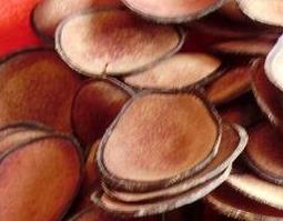 鹿茸怎么泡酒（新鲜鹿茸泡酒的方法鹿茸怎么泡酒）