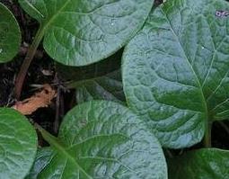 鹿含草的功效与作用及禁忌（鹿含草的功效与作用及禁忌是什么）