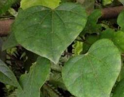 中药土防己的功效与作用（土防已的功效与作用）