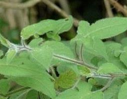 白毛藤怎么吃 白毛藤吃了有什么好处