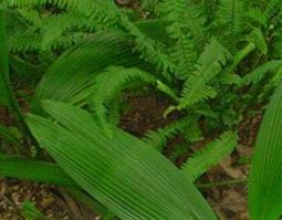 小叶野棕的功效与作用 棕叶的药用功效