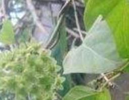 春筋藤的功效和作用及药用价值 春筋藤和宽筋藤的功效和作用