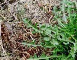 蒲公英根泡水喝的功效与作用 蒲公英根泡水喝的功效与作用是什么