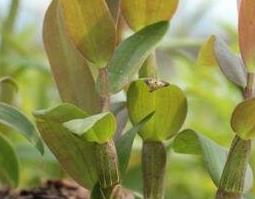 铁皮石斛怎么吃效果最好 铁皮石斛怎么吃效果最好的