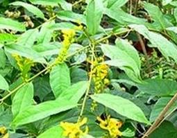 岩陀的功效与作用（中药岩陀的功效与作用）