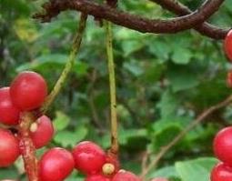 五味子的药用价值与功效作用（五味子功效与作用的功效与作用）