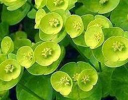 过路黄要怎么养 过路黄怎么种