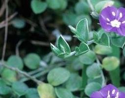 银花草药材有什么功效和药用价值 银花草药材有什么功效和药用价值