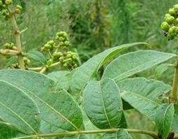 野吴萸根的功效与作用（山萸根的功效与作用）