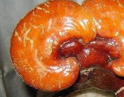 牛樟芝胶囊的功效与作用 牛樟芝胶囊有什么副作用吗?