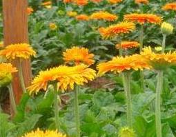 太阳花叶子的功效与作用 太阳花叶子的功效与作用及禁忌