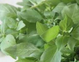 荆芥的功效与作用(荆芥的功效与作用点的功效)