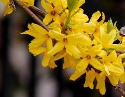 连翘花泡水的功效与作用（连翘花泡水的功效与作用禁忌）