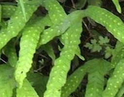 金鸡脚的功效与作用 金鸡脚的功效与作用及图片