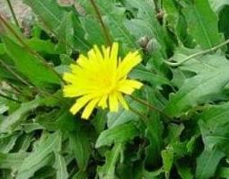 婆婆丁的养殖方法和注意事项(婆婆丁怎么保管)