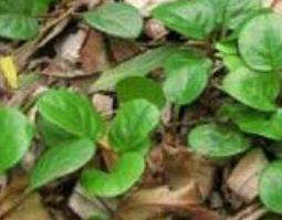 鹿蹄草怎么吃 鹿蹄草怎么吃效果最好