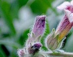 地黄花的功效与作用（地黄花的功效与作用的功能与主治）