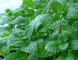 薄荷叶的食用方法与功效（薄荷叶的功效与作用及食用方法）
