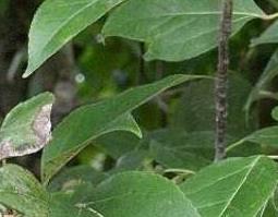 半枫荷的功效与作用(半枫荷的功效与作用 半枫荷的常见用法)