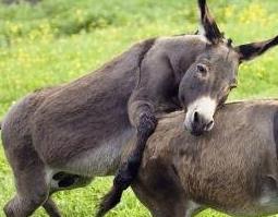 驴蹄子的营养价值和功效作用 驴蹄子的营养价值和功效作用及禁忌