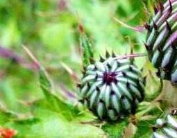 牛口刺的作用与功效（牛口刺的作用与功效牛口刺是什么做吃）