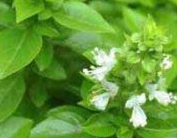 香荆芥的功效与作用（中药荆芥的作用与功效与作用）