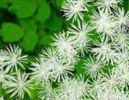 马尾莲的功效与作用及药用价值（马尾莲的功效与作用及药用价值禁忌）