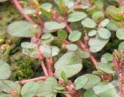 奶浆草的功效与作用（奶浆草的功效与作用及禁忌）