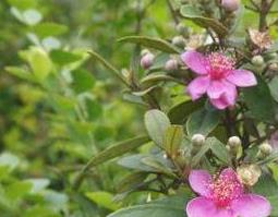 地桃花根的功效与作用及药用价值 地桃花的功效与作用煮水的药用价值