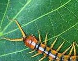 百脚虫的功效与作用（千脚虫的功效与作用）