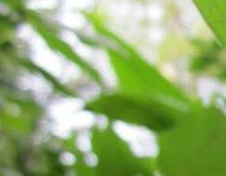 腊梅籽的功效与作用（腊梅籽的功效与作用图片）