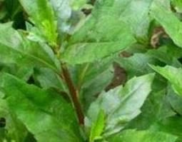 长寿草的功效与图片 长寿草的功效和图片