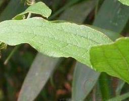 牛尾草的功效与作用 牛尾草的药用价值