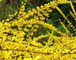 连翘花的功效与作用（连翘花的功效与作用图片）