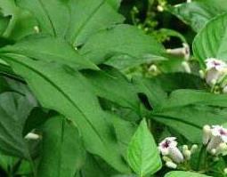 鸡矢藤的功效与作用,鸡矢藤的副作用 鸡矢藤的功效与作用是什么