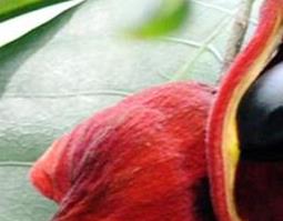 频婆果的功效与作用 婆据果的功效